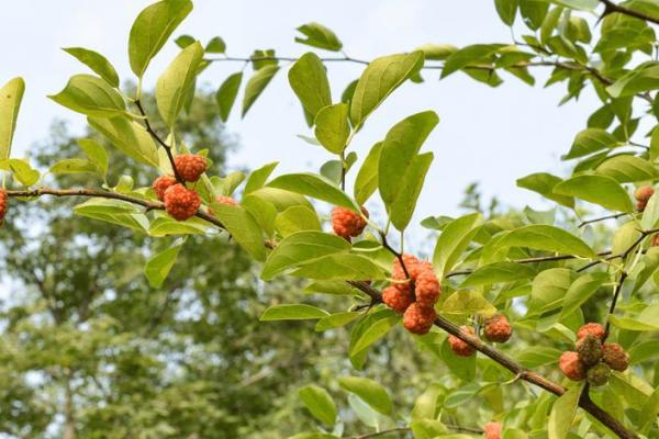 桑柘木命的性格特点与适合的命理搭配分析，助你了解自己与他人的缘分
