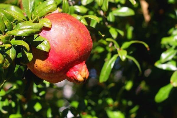 石榴木命人适合养的植物，助你吉祥如意！