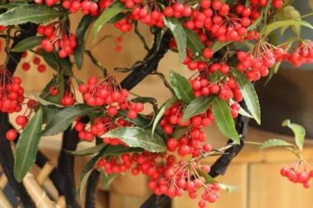 石榴木命人适合养的植物，助你吉祥如意！