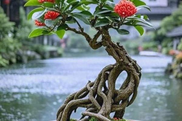 石榴木命的人适合种什么花，助你运势亨通！