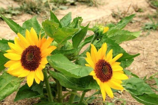 女命正官格：如何通过大运畅享幸福生活并旺夫