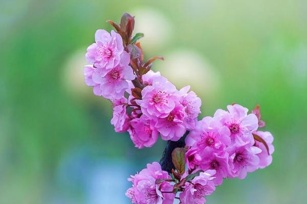 揭秘桃花命：根据出生时辰发现你的爱情运势