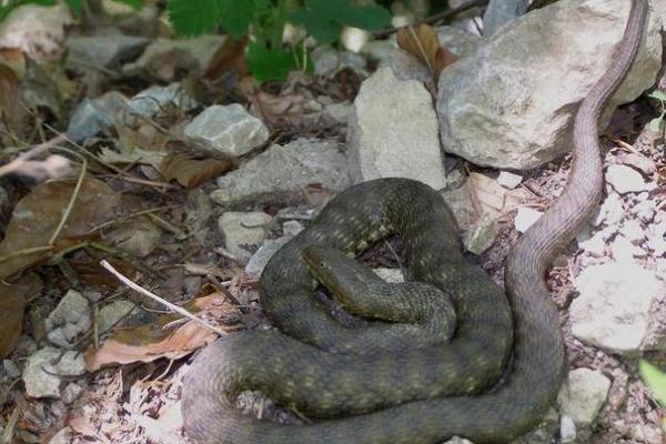 属蛇人金命的神秘面纱：助你人生更辉煌的秘密！