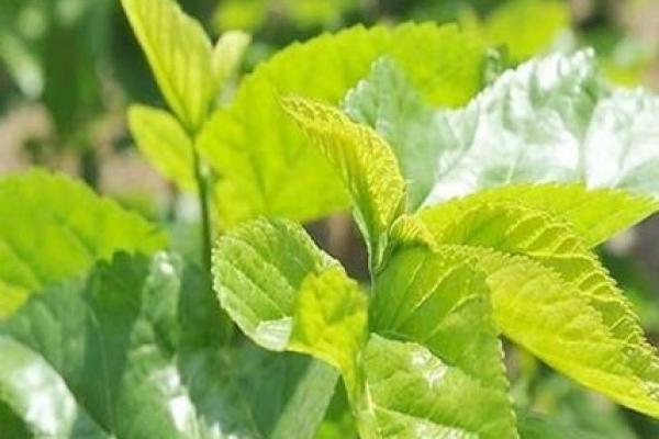 揭秘桑柘木命的命理奥秘与人生运势提升方法