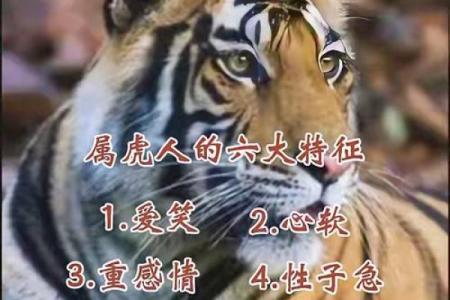 1986年属虎的命运：光辉岁月与挑战并存的一生