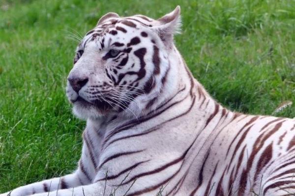 三月出生的虎宝宝命运解析：拥抱春天的活力与智慧