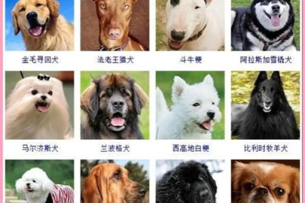 木命人适合养什么宠物？揭示个性与宠物的最佳匹配！