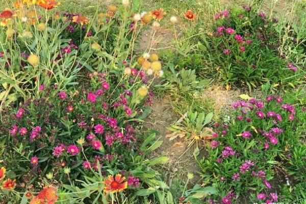 秋季沙中土命的生存与缺失：寻找生命的平衡与调和