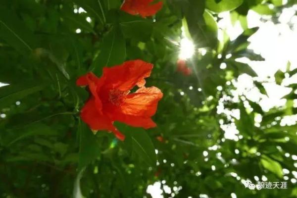 揭秘农历四月初七女孩的命运与性格特点！