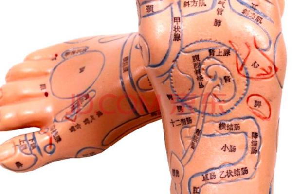 女人手尖脚尖的命运象征：解读五指与足趾的奥秘