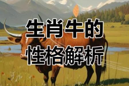 属牛人的命运解析：坚韧与勤奋的象征