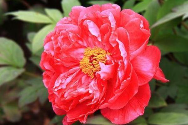 解密丙寅命：阳光下的生命韵律与个性魅力