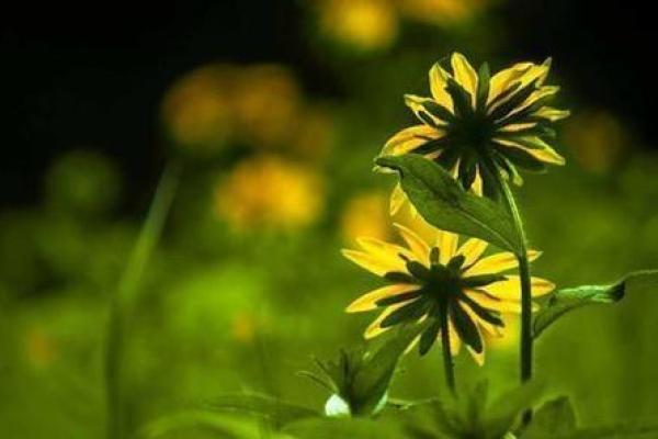 解密丙寅命：阳光下的生命韵律与个性魅力