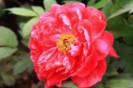 解密丙寅命：阳光下的生命韵律与个性魅力