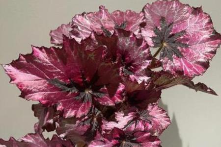 揭开男士海棠命的神秘面纱：优雅与挑战并存的人生奥秘