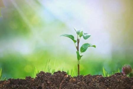 七月二十二出生的牛命解析：人生的智慧与精进之道