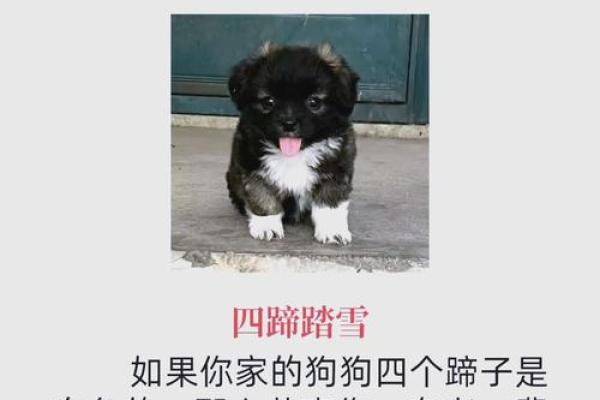 揭秘70年代狗年出生的人命运：性格、事业与爱情的全解析