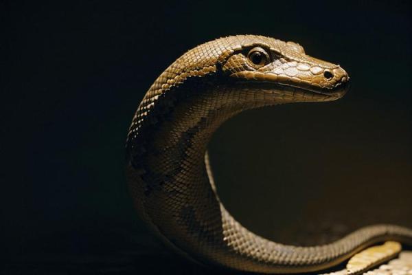 属蛇的闰四月是什么命？探究属蛇人的运势与命理解析