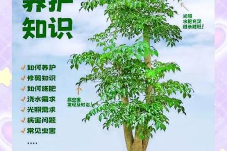 根据命理选择植物：为你的生活增添生机与好运