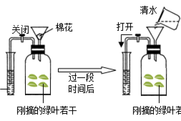 揭开二氧化碳生命周期的神秘面纱:从产生到消除的全景解析 揭开二氧化碳生命周期的神秘面纱:从产生到消除的全景解析