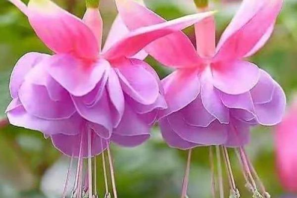 蜻蜓命上上签：解读生命的神秘密码与深层含义