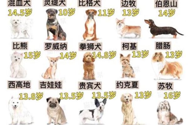 1946年出生的狗：命运解析与生活指南