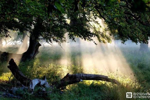 三月十五属虎的人：勇敢与智慧的完美结合之旅