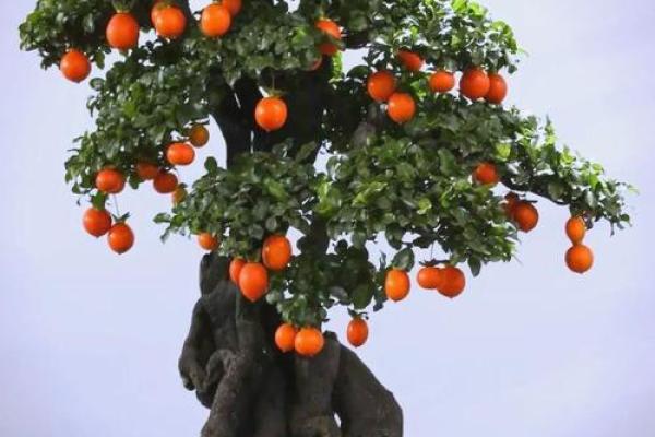 沙中土命的朋友最适合摆放的盆景推荐与养护技巧