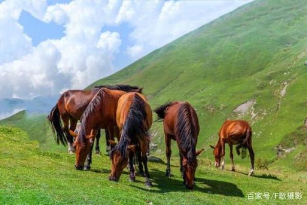 1990年出生的人生轨迹：属于金色的马，驶向辉煌的未来