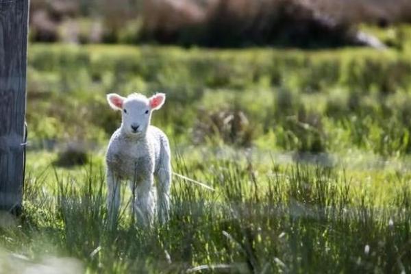 67岁属羊人的八字命运解析：探寻自己的生命旅程与智慧