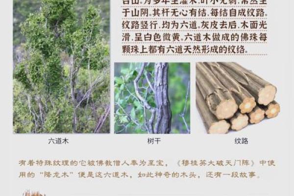 木命行业的五行解析：从木匠到园艺的精彩世界