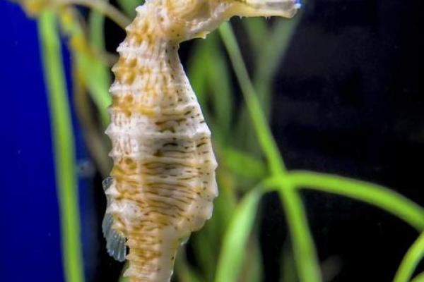 不可思议的自然奇迹：分身术的虫子与生命的重生