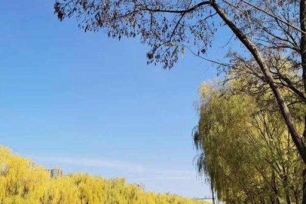 属羊的冬月十八命运解析：蜕变与希望的旅程