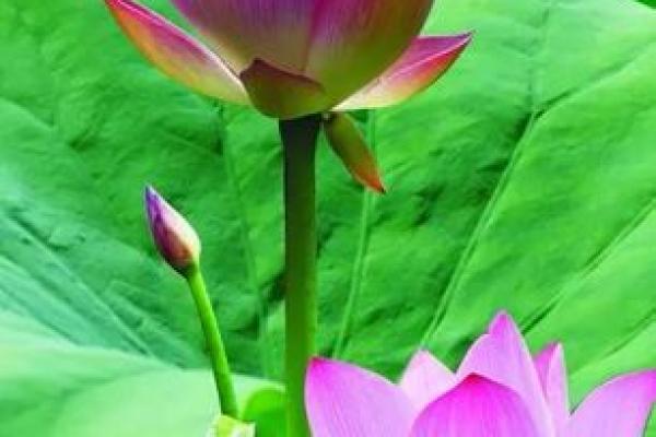 解密丁卯男命：桃花缘分的秘密与启示