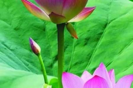 解密丁卯男命：桃花缘分的秘密与启示