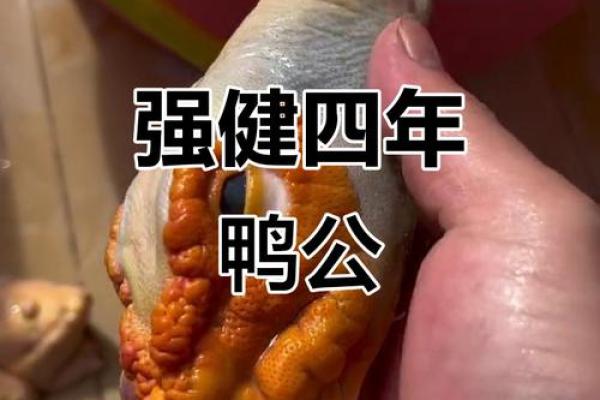 老皮鸭：一只以命守护家园的传奇动物