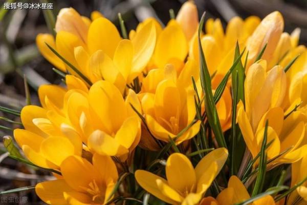 属羊女人的高贵命：温婉优雅与智慧并存的美丽人生