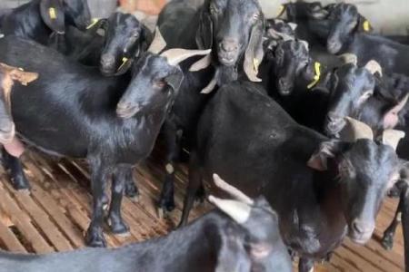 哪些命理特征的人不适合养羊？探索适合与不适合的秘密！