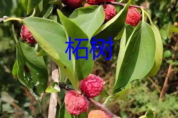 桑柘木命的特性与搭配，揭示木命人的和谐之道