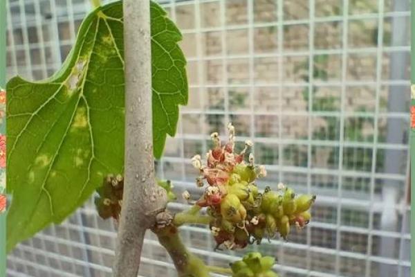 桑树木命的秘密：探索桑树的文化与价值