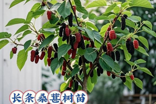 桑树木命的秘密：探索桑树的文化与价值