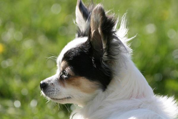 1982年属狗女性的命运:勇敢与智慧相伴,幸福人生探寻之旅 1982年属狗女性的命运:勇敢与智慧相伴,幸福人生探寻之旅