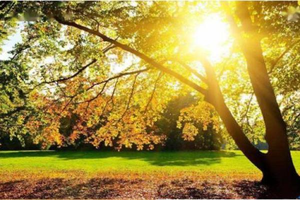 森林木命女孩适合学习的课程与职业发展方向解析