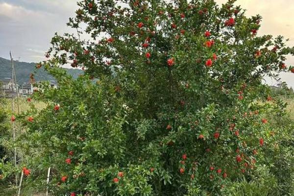 山头火命人的最佳树种选择，助你提升运势与生活品质！