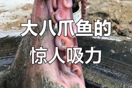 八爪鱼：七条命也养不起的神秘海洋生物