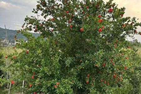 山头火命人的最佳树种选择，助你提升运势与生活品质！