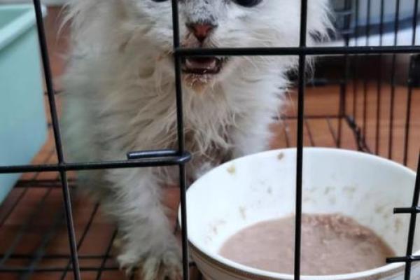 从小猫到狮王：动物的逆天改命之旅