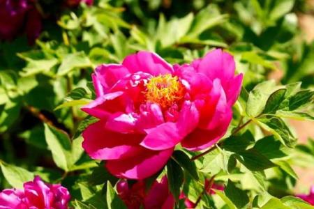 牡丹与荷花命，谁是你的命中花？