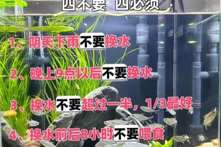 揭秘命理：哪些人养鱼更好 风水与性格的完美结合