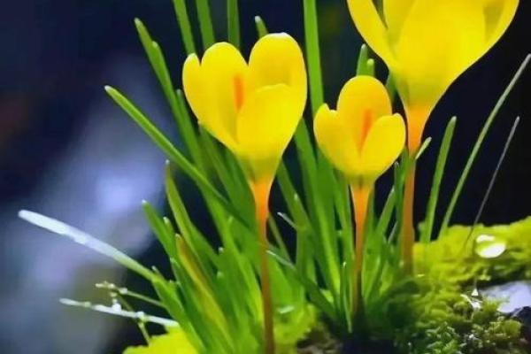 沙中土命：与之相适配的人生轨迹与命理启示